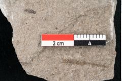 Foto (Detailansicht) von Cystoseira communis Unger (NHMW-GEO-2024-0188-6645)